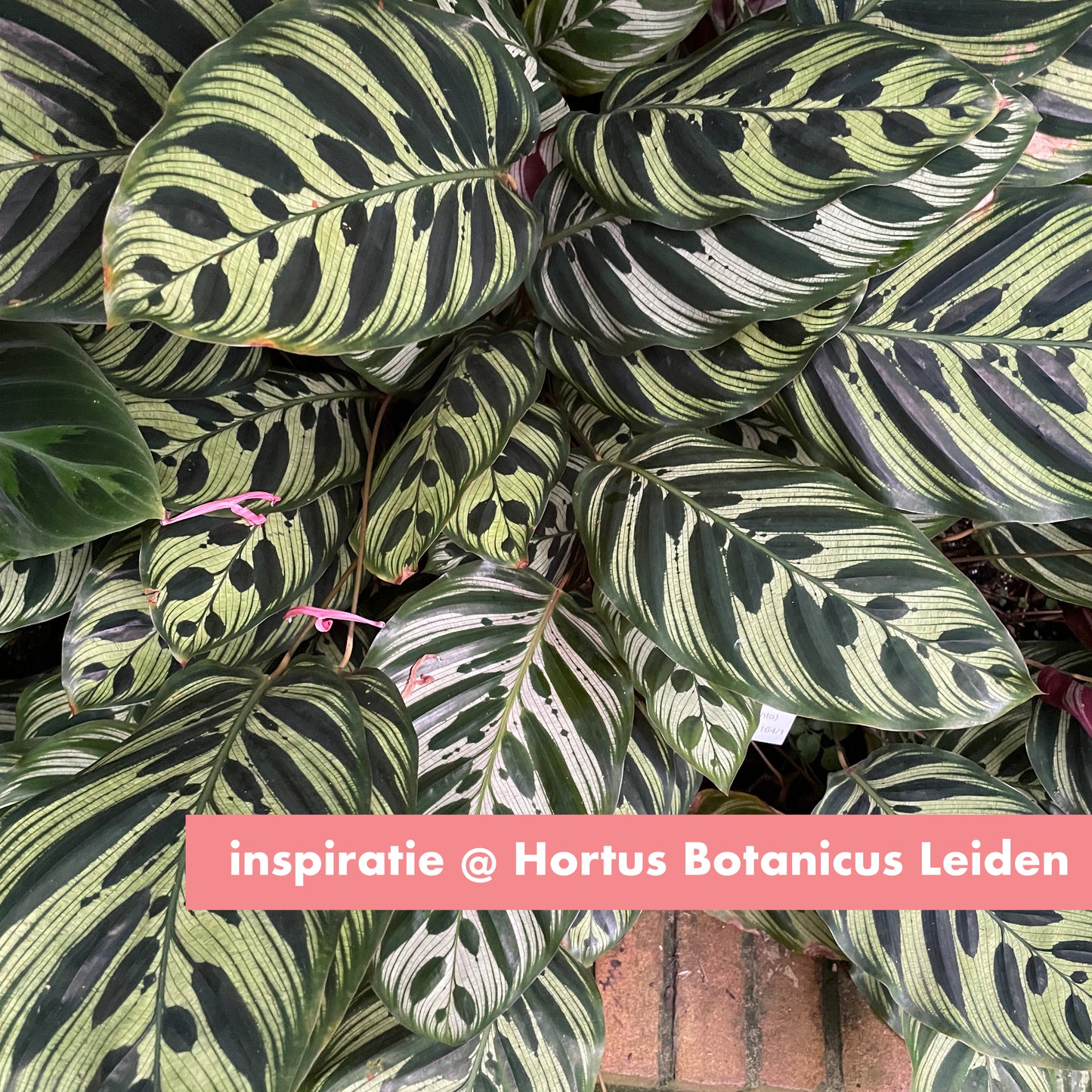 Calathea oorsteker